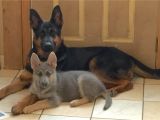 Powder Blue and Tan German Shepherd Blue Powder German Shepherds for Sale