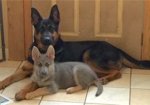 Powder Blue and Tan German Shepherd Blue Powder German Shepherds for Sale