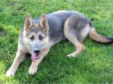 Powder Blue and Tan German Shepherd Blue Powder German Shepherds for Sale