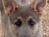 Powder Blue and Tan German Shepherd Blue Powder German Shepherds for Sale