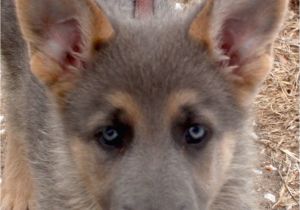 Powder Blue and Tan German Shepherd Blue Powder German Shepherds for Sale