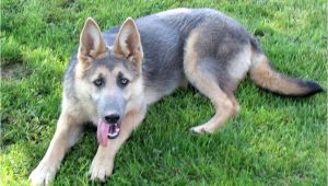 Powder Blue and Tan German Shepherd Blue Powder German Shepherds for Sale