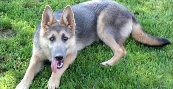 Powder Blue and Tan German Shepherd Blue Powder German Shepherds for Sale