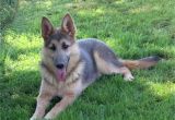 Powder Blue and Tan German Shepherd Large Big X Large Oversized German Shepherds