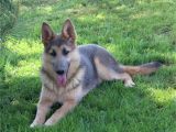 Powder Blue and Tan German Shepherd Large Big X Large Oversized German Shepherds