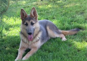 Powder Blue and Tan German Shepherd Large Big X Large Oversized German Shepherds