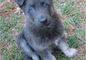 Powder Blue German Shepherd Blue German Shepherd they Have No Black Fur All the