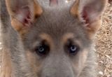 Powder Blue German Shepherd Blue Powder German Shepherds for Sale