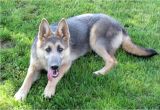 Powder Blue German Shepherd Blue Powder German Shepherds for Sale