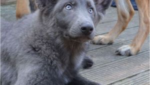 Powder Blue German Shepherd Breeders 162 Best Images About German Shepherds East European