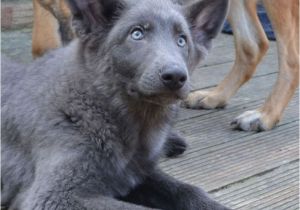 Powder Blue German Shepherd Breeders 162 Best Images About German Shepherds East European