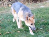 Powder Blue German Shepherd for Sale Blue Powder German Shepherds for Sale