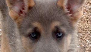 Powder Blue German Shepherd for Sale Blue Powder German Shepherds for Sale