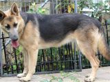 Powder Blue German Shepherd for Sale Blue Powder German Shepherds for Sale