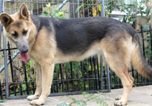 Powder Blue German Shepherd for Sale Blue Powder German Shepherds for Sale