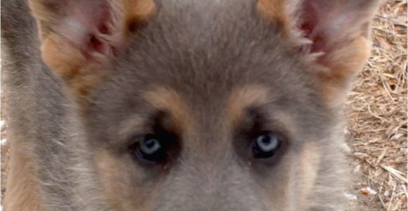 Powder Blue German Shepherd for Sale Blue Powder German Shepherds for Sale