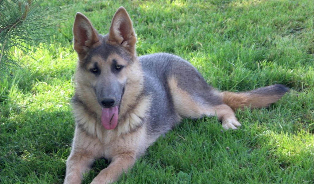 Powder Blue German Shepherd for Sale Large Big X Large Oversized German