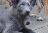 Powder Blue German Shepherd German Shepherd Puppies Stunning Colours Hove East