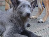 Powder Blue German Shepherd German Shepherd Puppies Stunning Colours Hove East