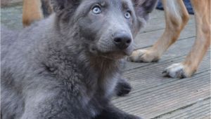 Powder Blue German Shepherd German Shepherd Puppies Stunning Colours Hove East