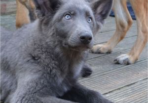 Powder Blue German Shepherd German Shepherd Puppies Stunning Colours Hove East