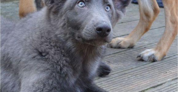 Powder Blue German Shepherd German Shepherd Puppies Stunning Colours Hove East