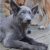 Powder Blue German Shepherd Puppies 162 Best Images About German Shepherds East European