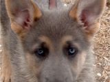 Powder Blue German Shepherd Puppies for Sale Blue Powder German Shepherds for Sale