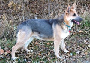 Powder Blue German Shepherd Puppies for Sale Blue Powder German Shepherds for Sale