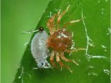 Predatory Mites for Russet Mites Green Ideas for Pest Control Michael Hagedorn
