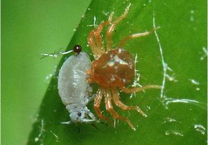 Predatory Mites for Russet Mites Green Ideas for Pest Control Michael Hagedorn