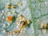 Predatory Mites for Russet Mites Pete Predatory Mite Eco organic Garden by Ocp