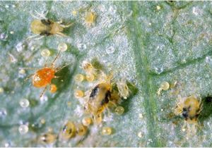 Predatory Mites for Russet Mites Pete Predatory Mite Eco organic Garden by Ocp