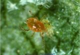 Predatory Mites for Russet Mites Predatory Mites for Spider Mites Pictures to Pin On