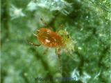 Predatory Mites for Russet Mites Predatory Mites for Spider Mites Pictures to Pin On