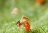 Predatory Mites for Russet Mites Predatory Mites Free Shipping Planet Natural