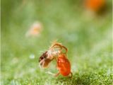 Predatory Mites for Russet Mites Predatory Mites Free Shipping Planet Natural