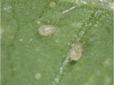 Predatory Mites for Russet Mites Spider Mite Control Amblyseius andersoni