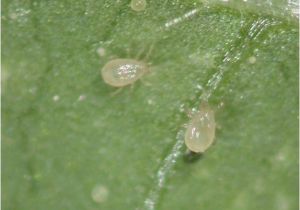 Predatory Mites for Russet Mites Spider Mite Control Amblyseius andersoni