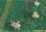 Predatory Mites for Russet Mites Use Of Predator Mites for Red Spider Mite Control