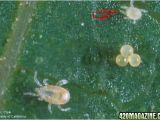 Predatory Mites for Russet Mites Use Of Predator Mites for Red Spider Mite Control