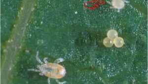 Predatory Mites for Russet Mites Use Of Predator Mites for Red Spider Mite Control