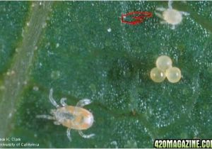 Predatory Mites for Russet Mites Use Of Predator Mites for Red Spider Mite Control