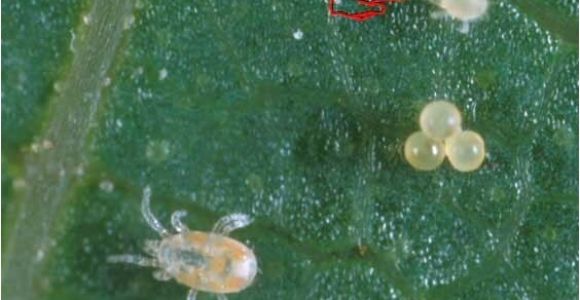 Predatory Mites for Russet Mites Use Of Predator Mites for Red Spider Mite Control