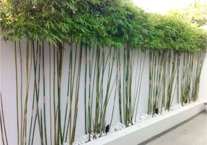 Privacy Fence Ideas for Windy areas Bambou En Pot Brise Vue Naturel Et Deco Sur La Terrasse Tippytoe