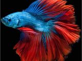 Purple Betta Fish for Sale Apple iPhone 6s Wallpaper with Blue Betta Fish In Dark Background In