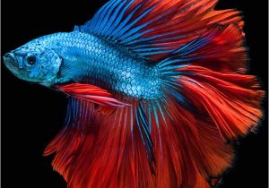 Purple Betta Fish for Sale Apple iPhone 6s Wallpaper with Blue Betta Fish In Dark Background In