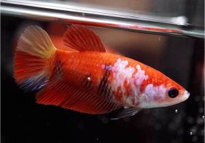 Purple Betta Fish for Sale Betta Fish Betta Fish Ideas Bettafish Fishbetta Live Betta Fish