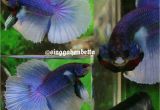 Purple Betta Fish for Sale Betta Fish Betta Fish Ideas Bettafish Fishbetta Live Betta Fish