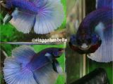 Purple Betta Fish for Sale Betta Fish Betta Fish Ideas Bettafish Fishbetta Live Betta Fish